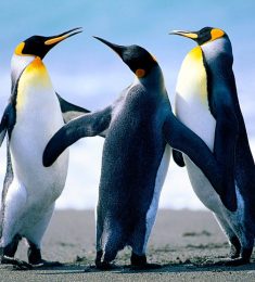 Krizon, 59 ans, hétérosexuel, Hommes, Paris, Ile-de-France, France