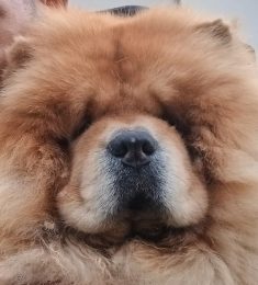 Cedzizou57, 44 ans, hétérosexuel, Hommes, Thionville, Alsace-Champagne-Ardenne-Lorraine, France