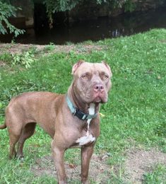 Lamachine, 26 ans, hétérosexuel, Hommes, Charleville-Mezières, Alsace-Champagne-Ardenne-Lorraine, France