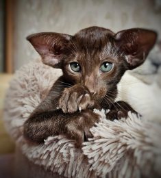 Karim, 42 ans, hétérosexuel, Hommes, Sotteville-les-Rouen, Normandie, France