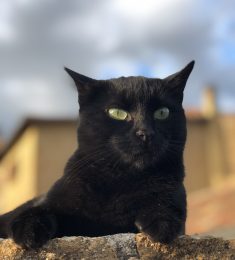 Alex, 35 ans, hétérosexuel, Hommes, Bordeaux, Aquitaine-Limousin-Poitou-Charentes, France