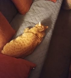chatsmimi, 57 ans, hétérosexuel, Femmes, Alençon, Normandie, France